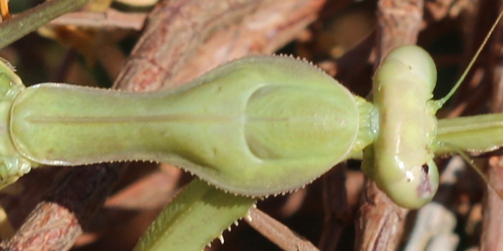 Sphodromantis viridis (Mantide gigante africana)