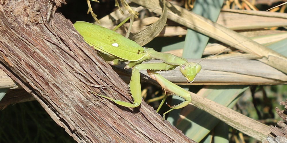 Sphodromantis viridis, foto