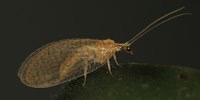 Emerobio comune*, foto