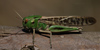 Cavalletta migratoria, foto