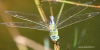 Anax imperator, foto descrittiva della specie.