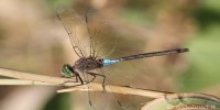Anax parthenope, foto descrittiva della specie.
