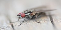 Antomia delle tempeste, foto descrittiva della specie.