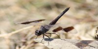 Brachythemis leucosticta, foto descrittiva della specie.