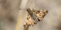 Carcarode alcea, foto descrittiva della specie.