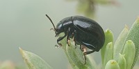 Chrysolina haemoptera, foto