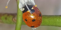Coccinella dai sette punti, foto descrittiva della specie.