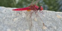 Crocothemis erythraea, foto