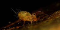 Dicyrtomina ornata, foto