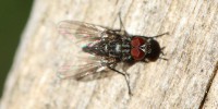 Mosca domestica, foto