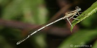 Platycnemis pennipes, foto descrittiva della specie.