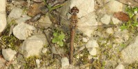 Sympetrum sanguineum, foto descrittiva della specie.