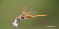 Trithemis annulata, foto descrittiva della specie.