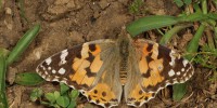 Vanessa del cardo, foto descrittiva della specie.