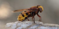 Volucella calabrone, foto descrittiva della specie.