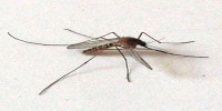 Zanzara comune, foto descrittiva della specie.