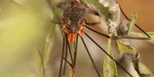 Phalangium opilio, foto