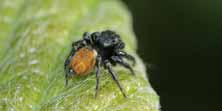 Foto di Carrhotus xanthogramma