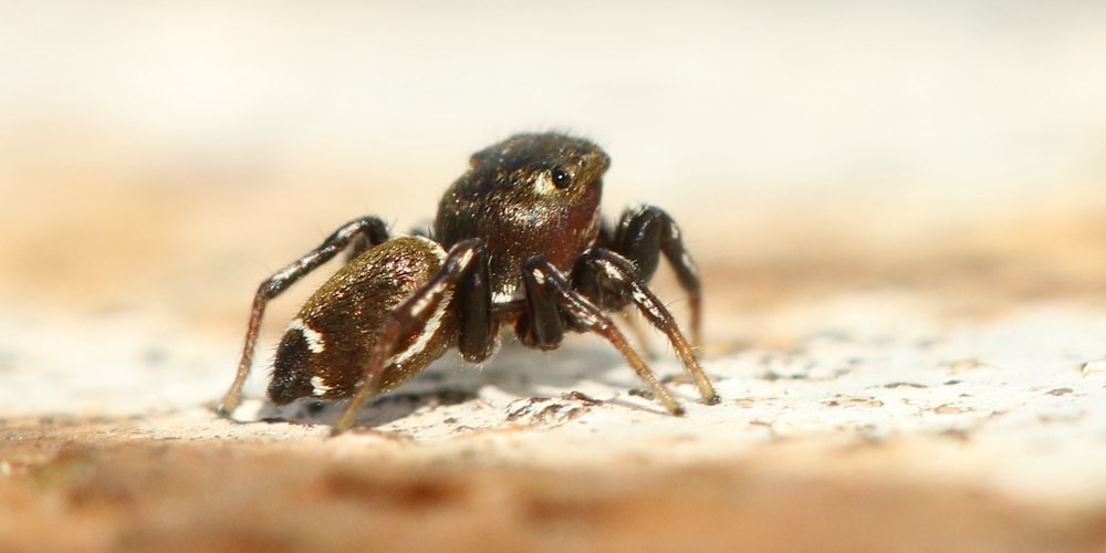 Ragno saltatore nero (Heliophanus tribulosus), foto di esempio dell'animale.