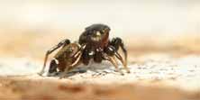 Foto di Heliophanus tribulosus