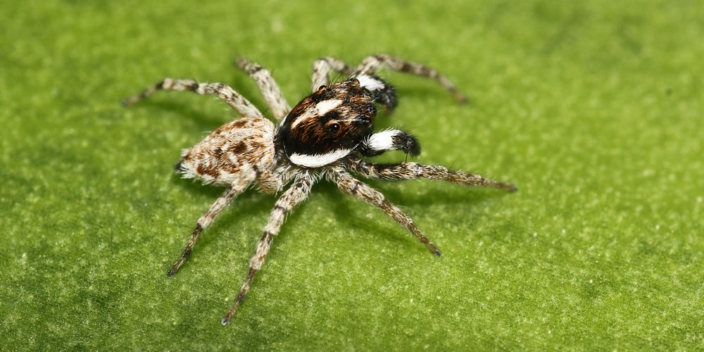 Ragno saltatore semi-bordato (Menemerus semilimbatus), foto di esempio dell'animale.