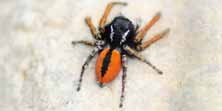 Philaeus chrysops, foto