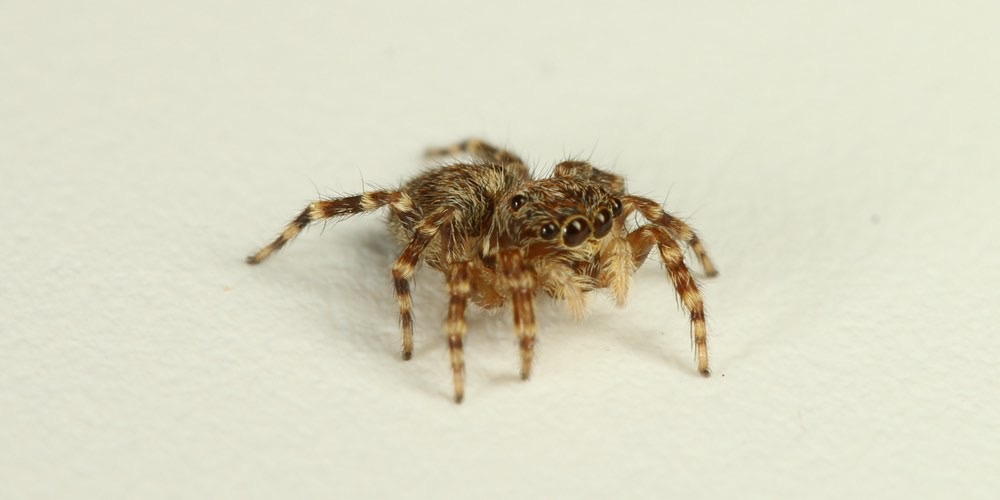 Ragno saltatore mediterraneo (Pseudeuophrys vafra), foto di esempio dell'animale.