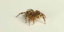 Foto di Pseudeuophrys vafra