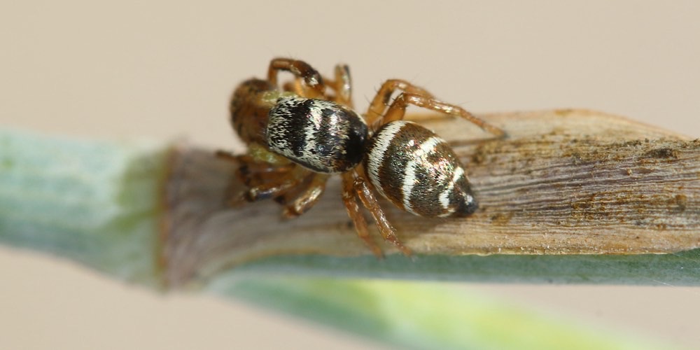 Ragno saltatore zebrato (Salticus scenicus), foto di esempio dell'animale.