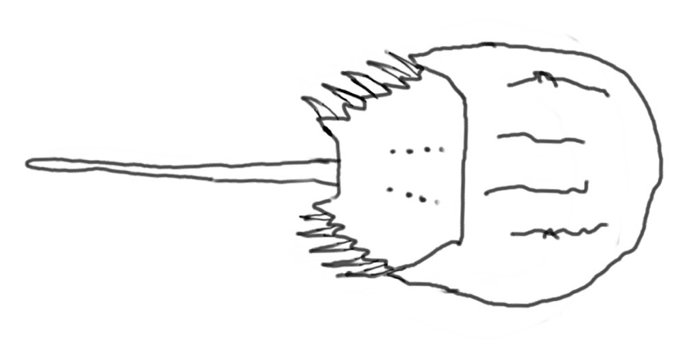 Limulus, photo