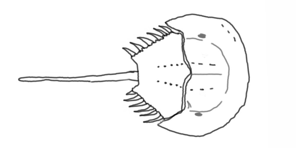 Tachypleus gigas, photo