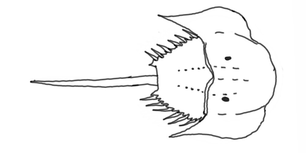 Tachypleus tridentatus, photo