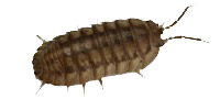 Crostacei immagine