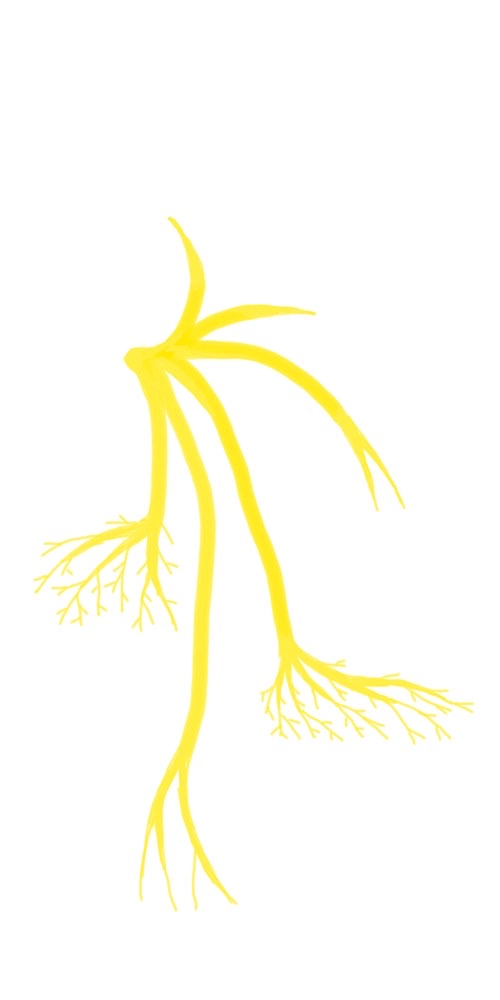 Mappa filogenetica gasteropodi