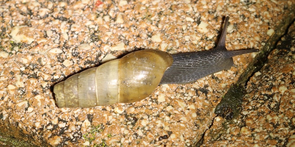 Rumina decollata (Chiocciola decollata), foto di esempio dell'animale.