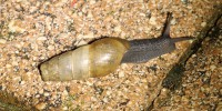 Foto di Rumina decollata