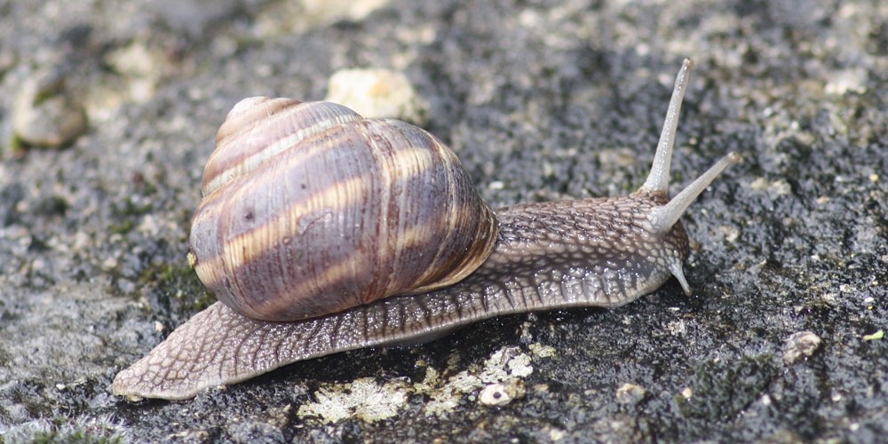 Cornu aspersum (Grande chiocciola comune), foto di esempio dell'animale.
