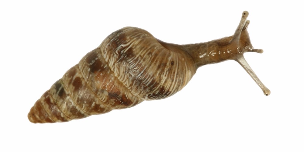 Cochlicella acuta (Chiocciola conica acuta), foto di esempio dell'animale.