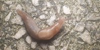 Limaccia maculata, foto descrittiva della specie.