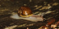 Foto di Cantareus apertus