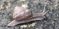 Foto di Cornu aspersum