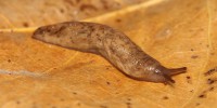 Deroceras reticulatum, foto descrittiva della specie.