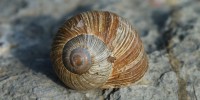 Foto di Helix pomatia