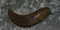 Limaccia gialla, foto descrittiva della specie.