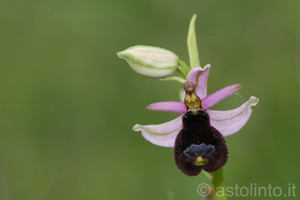 Ophrys bertolonii (), foto di esempio dell'animale.