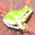 Italian tree frog, adult