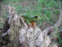 Hyla intermedia