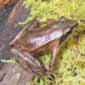 adult