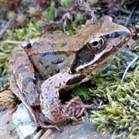 European common frog (Rana temporaria)