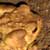 adult